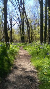 Girl Scout Trail at Chickies rock County Park